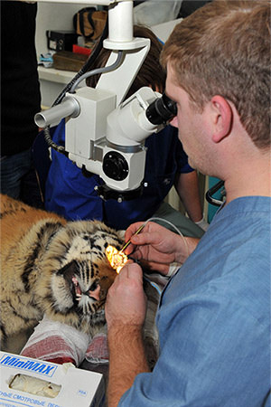 Лечение глаза тигра