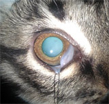 Врожденная катаракта у котенка