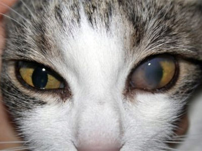 Почему у кошки возникло мутное пятно на глазу: причины и лечение